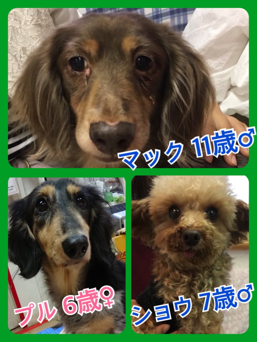 🐾今日の里親様募集中ワンコ🐶メンバーです🐾2018,10,12